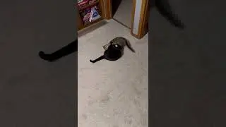 Cat fight 2 #epiccatfights #funnycatfight #fightcats