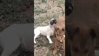 desi dog#shorts#desidogs  #music#dance#party#love#gajab #sandycandy#indian#street#dog
