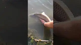 Дністровський сазанчик #fishing  #carp #carpfishing