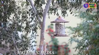 Sparrows Eating Seeds from Bird Feeder बर्ड फीडर से बीज खा रही गौरैया