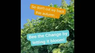 Let your ivy flower this autumn!