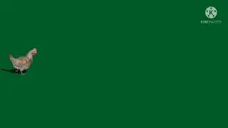 green screen hen !! green screen video !! green screen animal !!