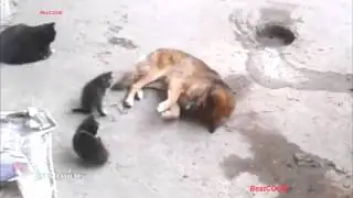 Mother cat with kittens came to old friend. Кошка привела котят к своему другу