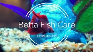 HOW TO CARE BETTA FISH || PART - ll || JOSEPH || FRANCIS