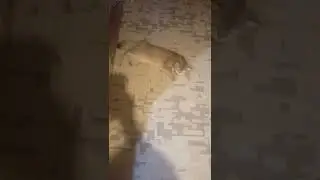 #shorts мой тигр загулял )