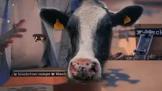 Fingerboarding + Cows