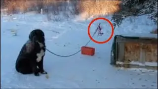 Пёс поднимал по очереди лапки, чтобы не замерзнуть в 40° мороз, ведь был прикован цепью…