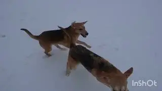 Жерлицы в верховьях р.Ухра.