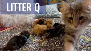 SKOGBERG CATTERY | NORWEGIAN FOREST CATS. Meet Our Litter Q | 'Bestemor & Bestefar'!