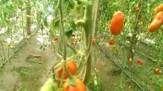 Очень много томатов выросло в этом году