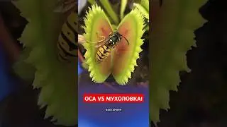 Wasp vs. Venus Flytrap! An Incredible Showdown! 