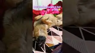 Unedited cutedog content.#subscribe #viral #youtubeshorts #shorts #trendingshorts#dog #doglover #gsd