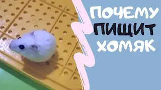 Хомяк пищит почему