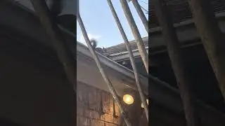 How do squirrels get into your attic?