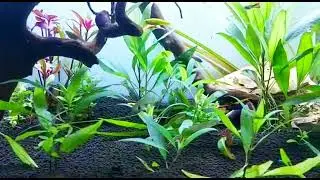 Amazon Tranquility