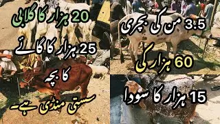 ORANGI MANDI MAY 25 HAZAR KA COW KA BACHA OR 60 HAZAR KI 3.5 MUN KI BACHRI PART 2 