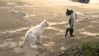 приколы с животными, смешные приколы, смотреть приколы онлайн, видео про котов