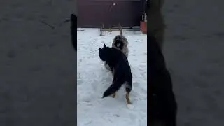 Эта Любовь…🤣