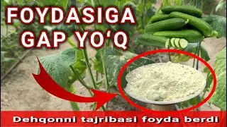 Qoratepa shaharchasidan Issiqxona malumotlari va Bodring ekish, yetishtirish sirlari sizlar uchun.