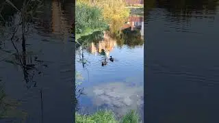 Wild 🐺 #animals life: two 🦆 #ducks swimming 💦 on the village lake - beautiful #birds 4k shorts video
