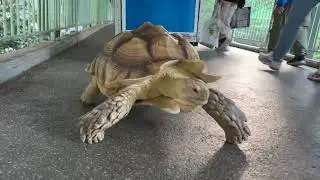 BEAUTIFUL TORTOISE WALKING IN HONG KONG
