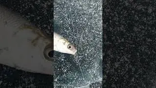 Омулёвый дуплет