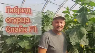 Спайк F1 Краткий обзор по уходу и питанию