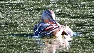 Кряквы | Жизнь диких уток на озере | Видео природы | Птицы | Бёрдвотчинг #birdwatchingphotography