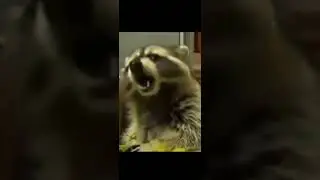 RACCOON🦝! #funny #gameplay #shorts #tiktok #new #video