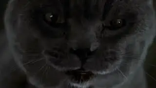 Smokey saying Say Goodnight Tinkerbell for 10 hours