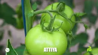Attiya F1 / AGRO EXPORT GROUP