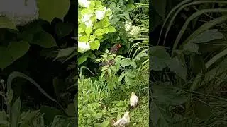 🏡🐔🏵️БЕЛАРУСКАЯ ДЕРЕВЕНЬКА НА САМОМ КРАЮ & КЛАССНАЯ, НЕМЕЦКАЯ ПЕСЕНКА ПРО ДЕРЕВНЮ. 
