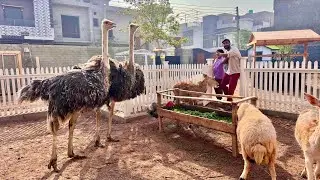 Hum Ny Ostrich Le Liye😍 Surprise Agiya❤️