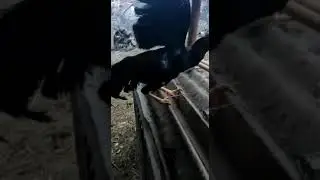 Каспийск Шамо