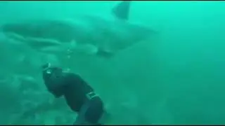 Big Shark