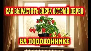Super Hot Peppers on the Windowsill Part 1