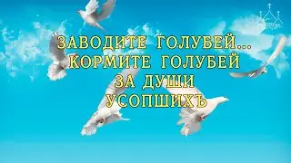 Заводите, кормите голубей за души усопших.