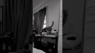 #bisayamomabroad #cat