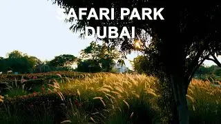 Safari Park in Dubai  Sony FX30 + Sigma 18 35 f1 8
