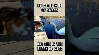 Swan and Cat play together. Игра лебедя и кошки. 