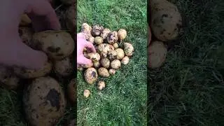 Рекорд,38 штук,Карл!