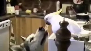 Дружба животных
