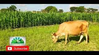 How Amazing Cow Eat Grass in his Agri Land | Village Cows | Cow from village house