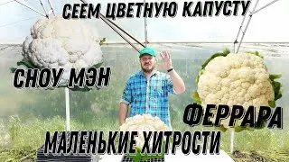 Посев цветной капусты на рассаду. Феррара и Сноу Мэн