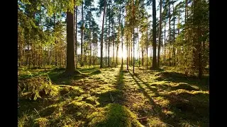 TheForest Day 41 | #2