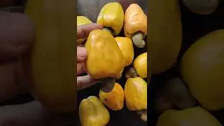 Cashew Fruit | Kollam Pazham | Mundri Pazham