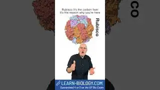 Rubisco: The Most Important Enzyme You've Never Heard Of! 