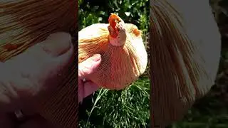 ГРИБЫ РЫЖИКИ В РОЗАХ🌹🍄и 🐸 #mushroom #дача