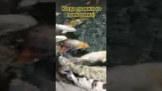 Рыболовный рай!)