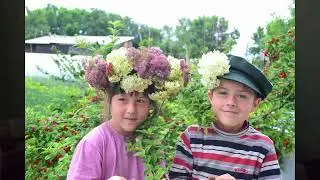 Как все прошло и гусыня с утятами